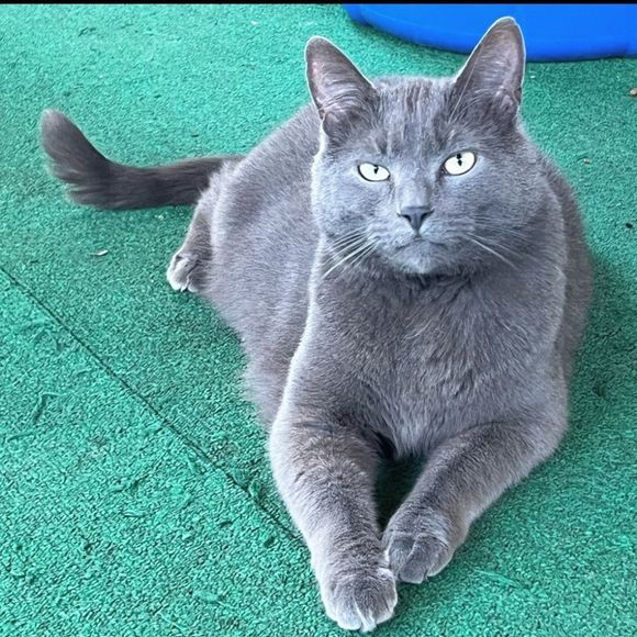 NIB $495 rag & bone | Leather | Harrow | Metal Stud Ankle Boots in Black - Picture 12 of 12